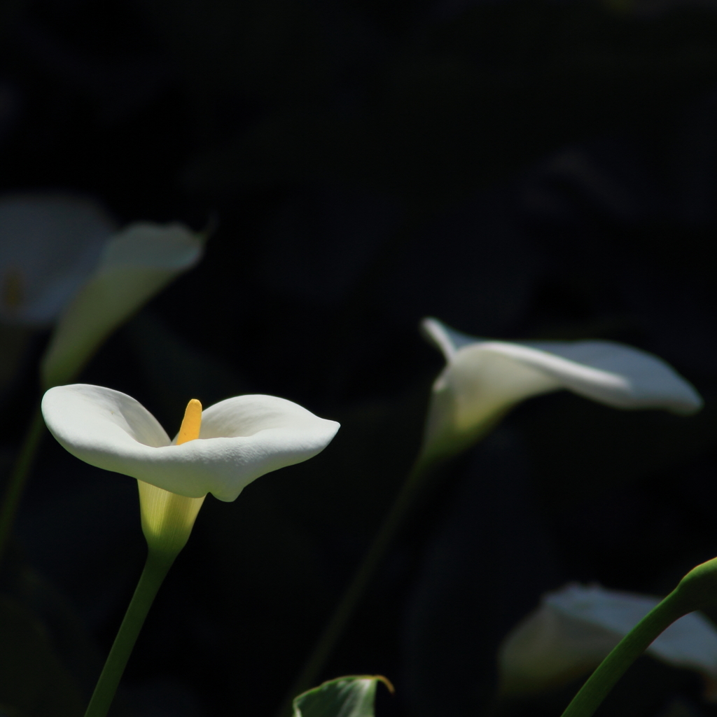 花色季節　カラー