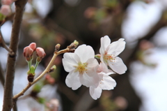 花色季節 近所の桜＃7