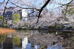 水面に咲く桜