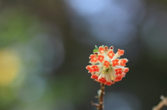 花色季節 アカバナミツマタ