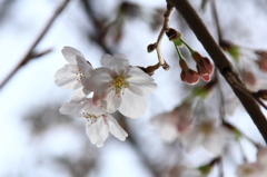 花色季節 近所の桜＃11