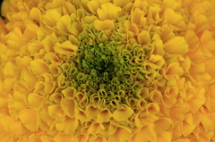 花色季節　花オレンジからイエロー②