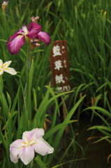 小岩菖蒲園＃２７
