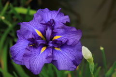 小岩菖蒲園＃１１