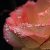 雨粒を纏って・・・＃28