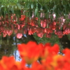 花色季節　チューリップ映り込み＃１