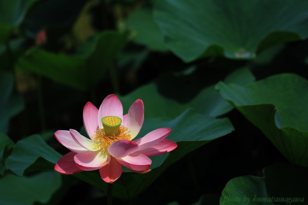 花色季節　大賀ハス　＃20