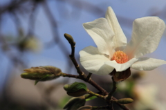 花色季節 近所の花＃7