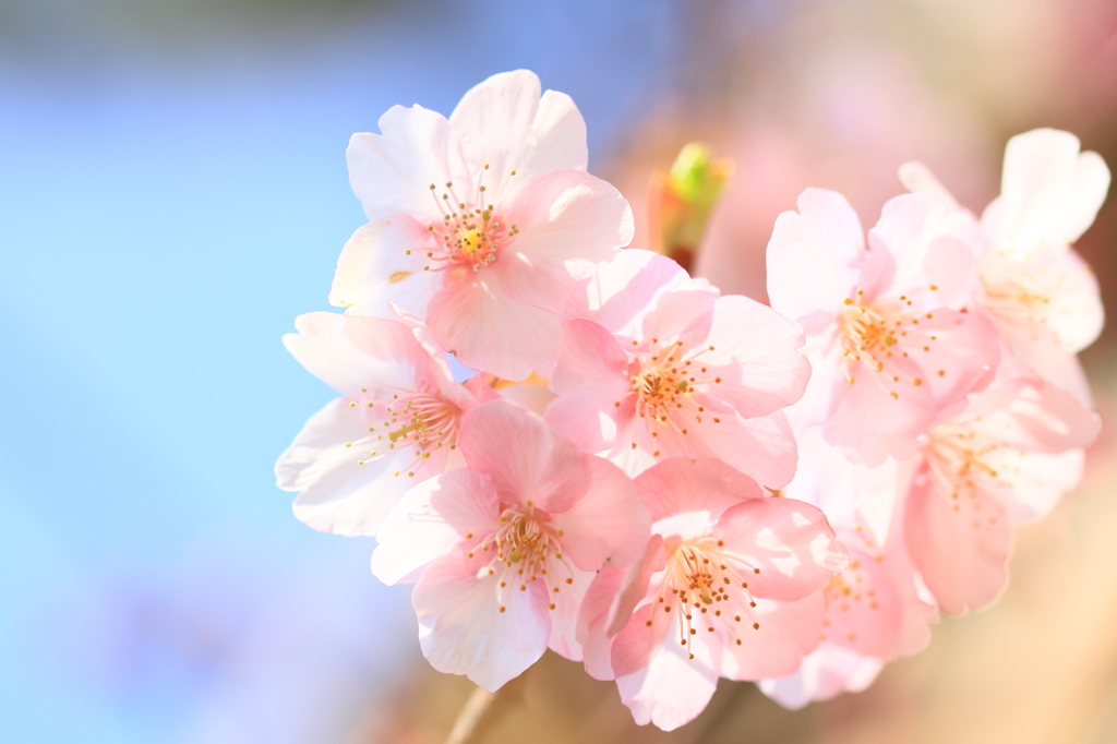 花色季節 元気よく！