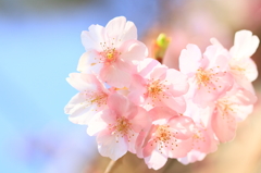 花色季節 元気よく！