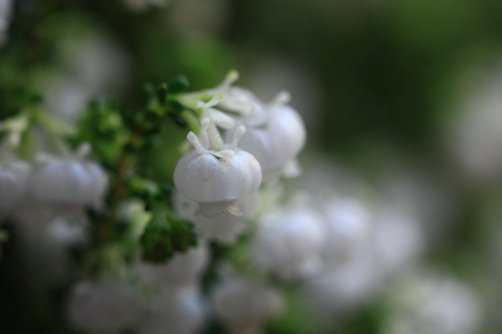 花色季節 白い提灯