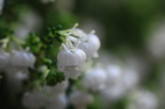 花色季節 白い提灯