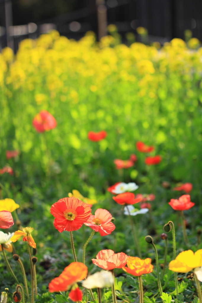 花色季節 暖色のはな達