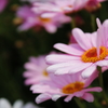 花色季節 TDS irodori#25
