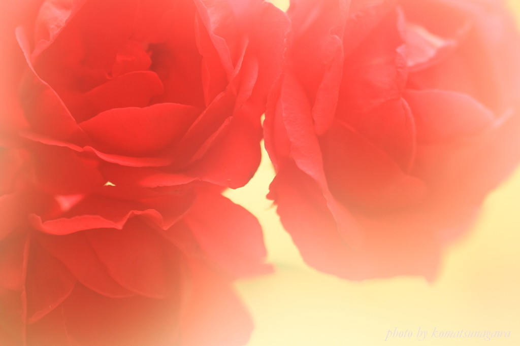 花色季節　ばらバラ薔薇