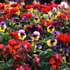 花色季節 花壇の主役