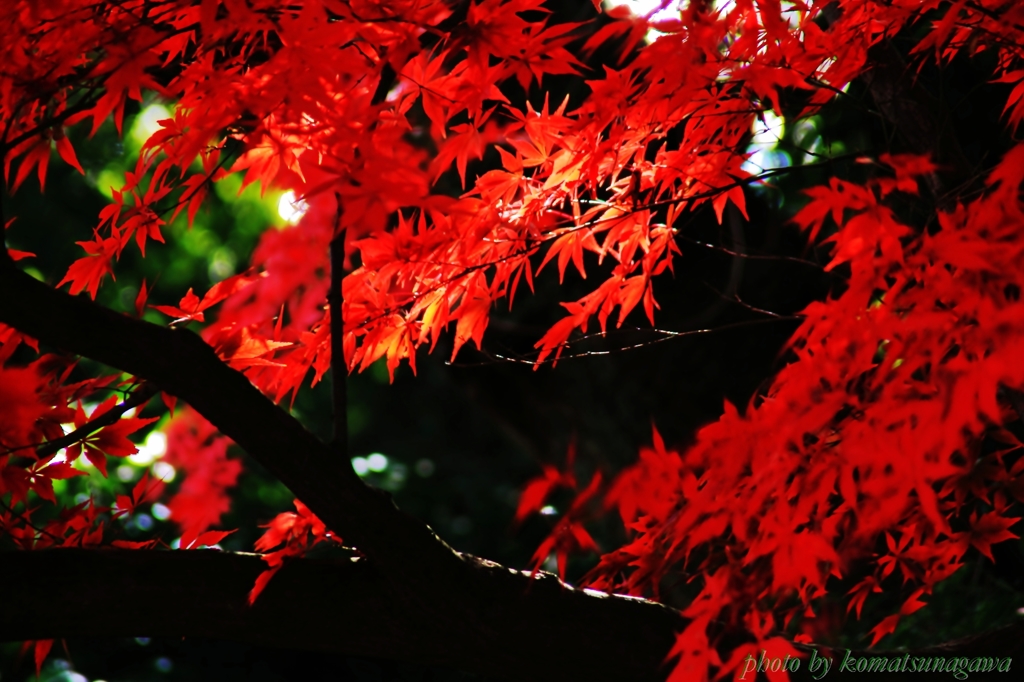 紅葉に光射す＃１