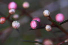 花色季節 蕾たち
