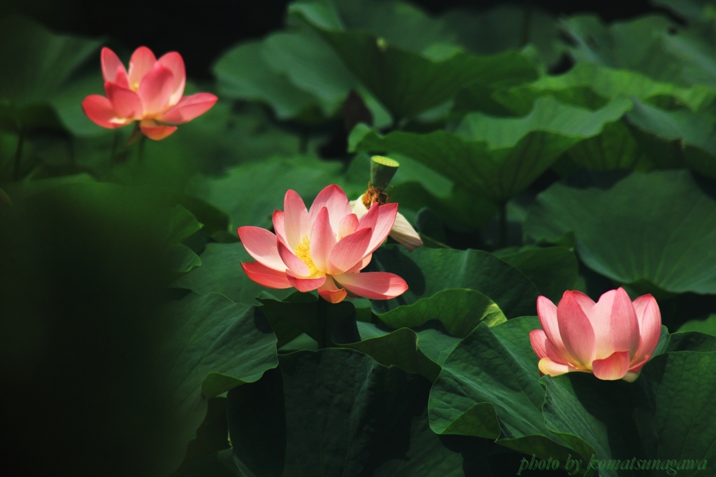 花色季節　大賀ハス　＃10