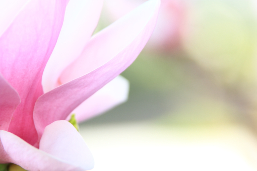 花色季節 近所の花＃9