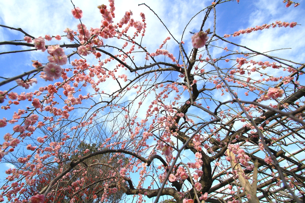 花色季節 枝垂れてみる
