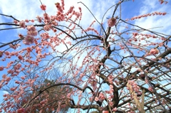 花色季節 枝垂れてみる