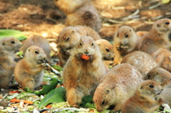 にんじん食べてます