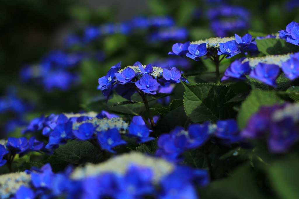 青の紫陽花たち