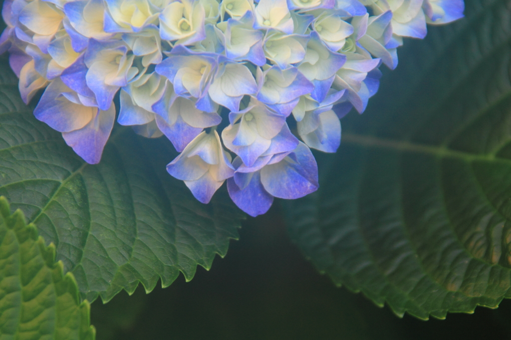 花色季節　近所の紫陽花