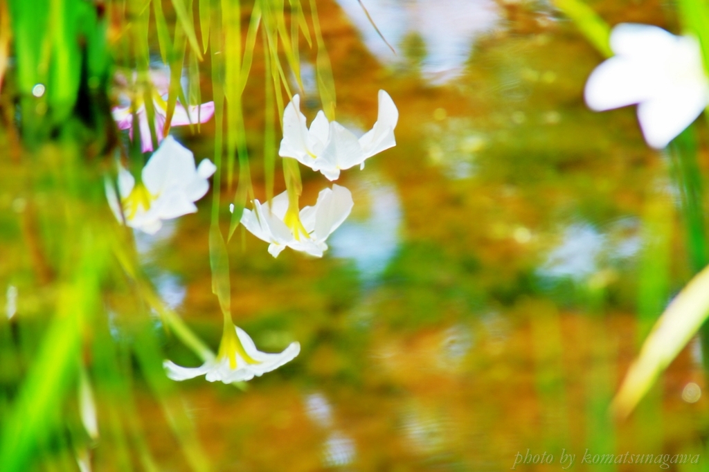 小岩菖蒲園＃63