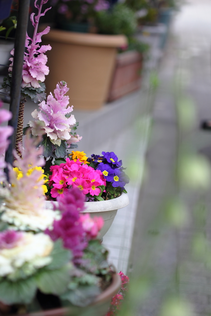 花色季節 近所の花＃6