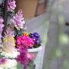 花色季節 近所の花＃6