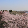 花色季節　さくら風景＃９