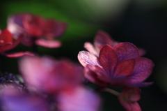 紫陽花季節　＃１6