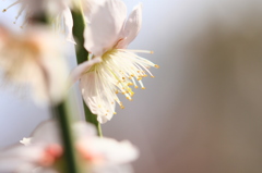 花色季節 開きすぎかな