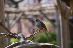 鳥を撮労 ヒヨドリ