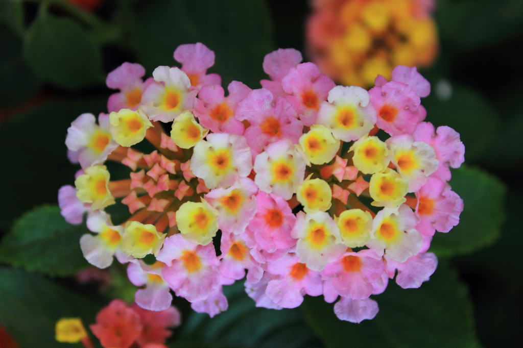 花色季節　ランタナ②