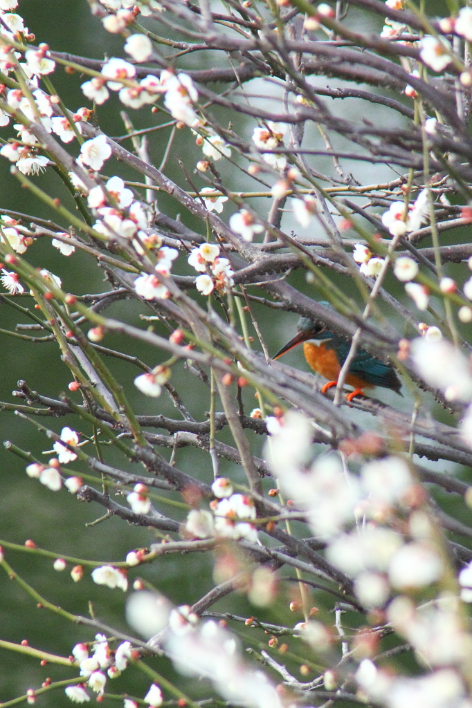 鳥を徒労　天神様の『ウメセミ』＃６