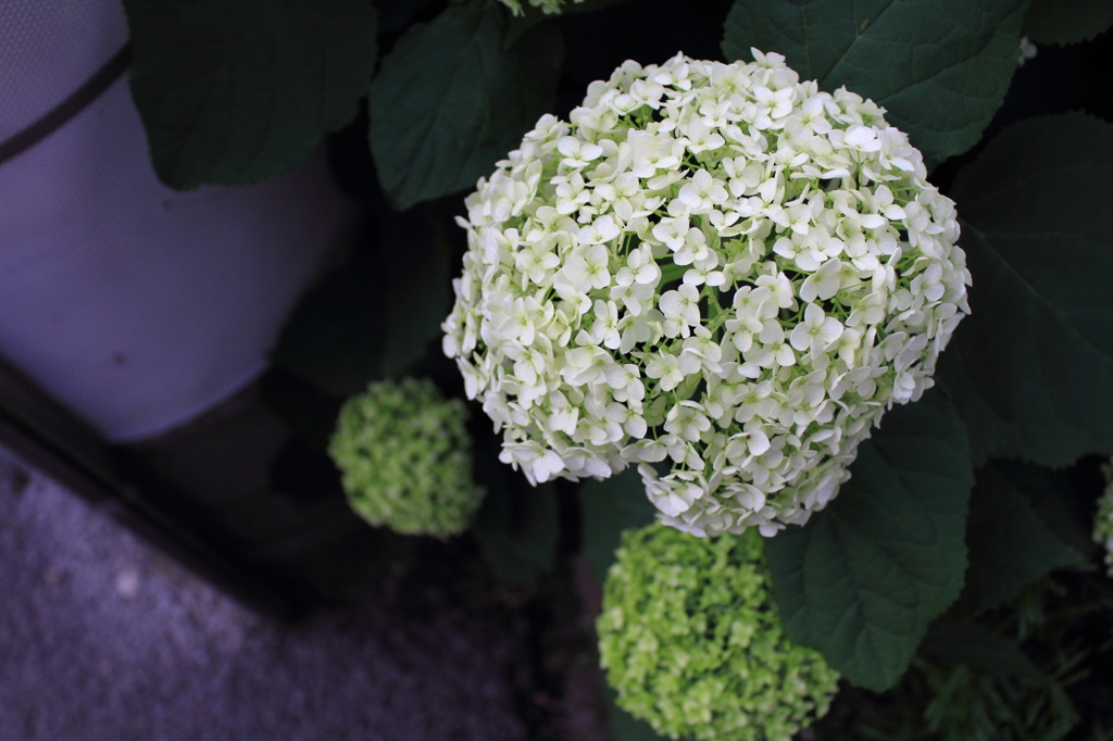 紫陽花季節　＃１０