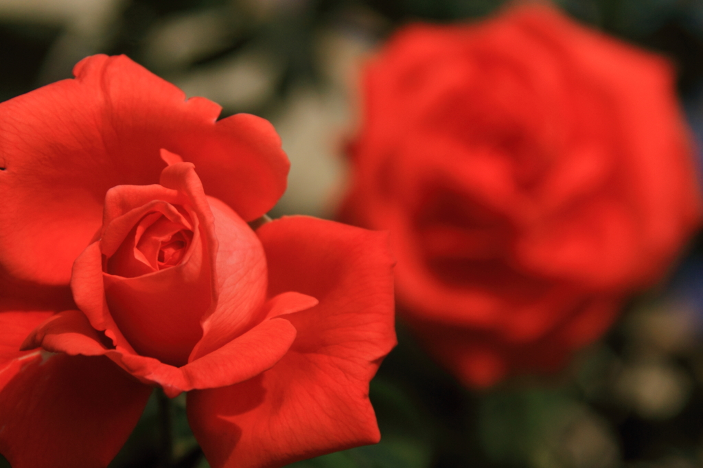 花色季節　TDSの薔薇②