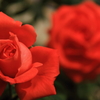 花色季節　TDSの薔薇②