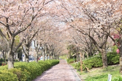 桜の路
