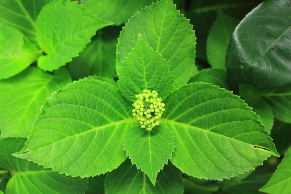 花色季節　紫陽花　まだ・・・