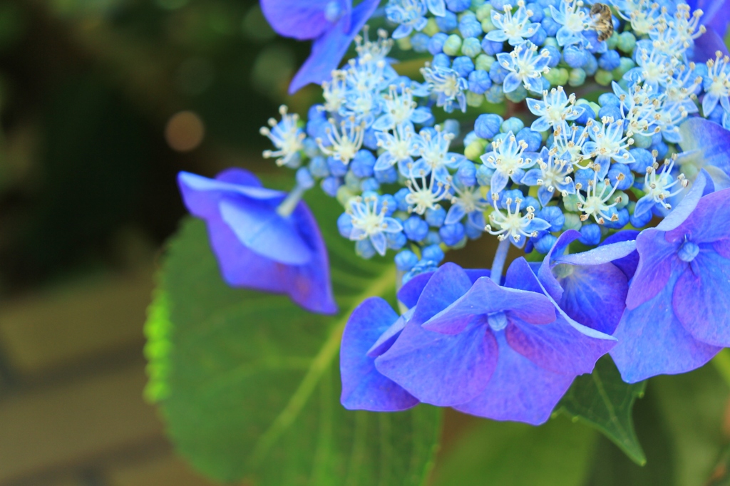 花弁と子花弁たち