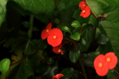 花色季節　ハナキリン（キスミークイック）