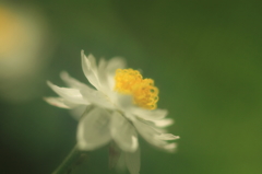 花色季節　まだ咲いてます、花簪①