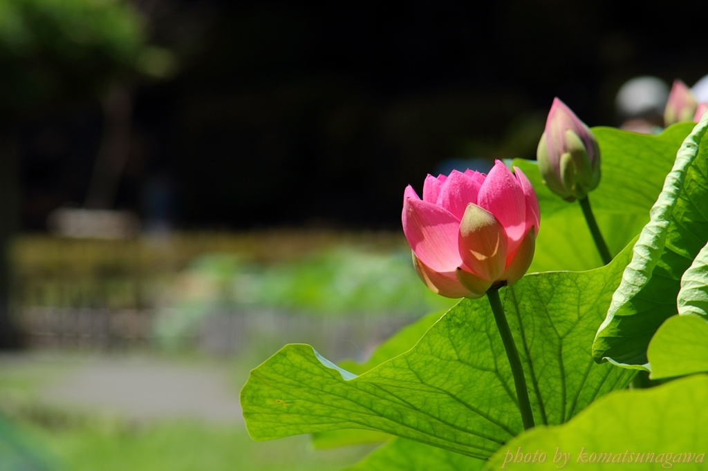 花色季節　大賀ハス　＃44