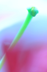 Pistil