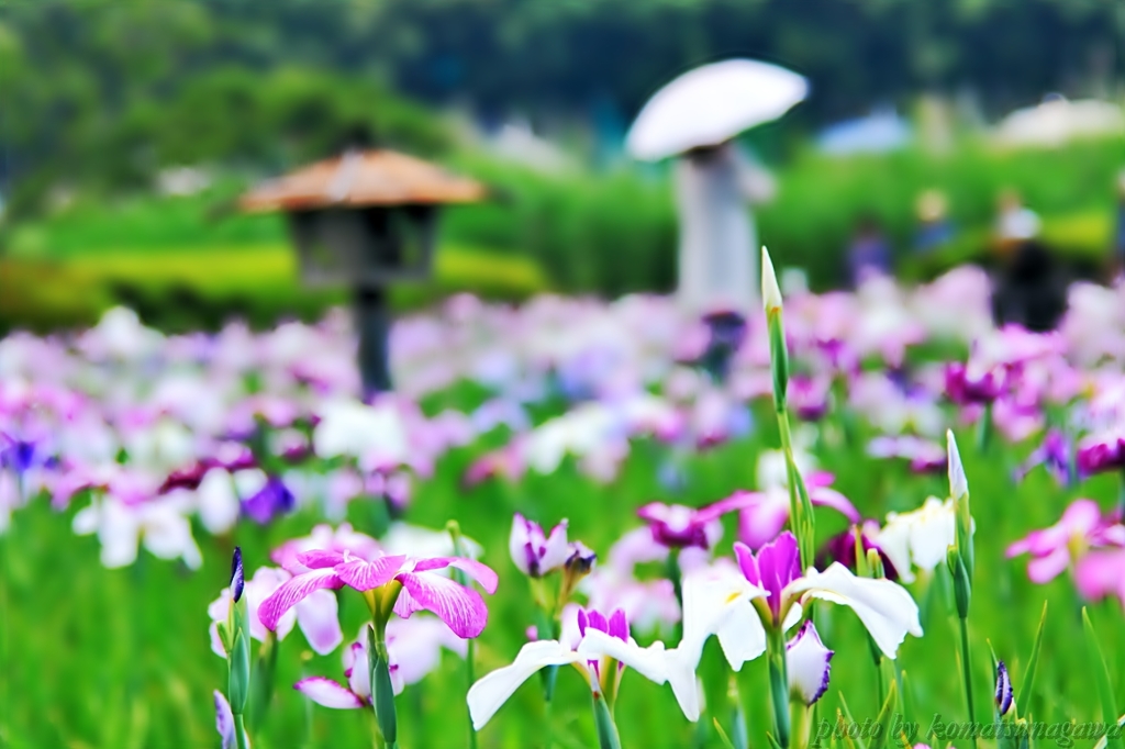 小岩菖蒲園＃55
