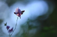 花びらの裏の萩姿